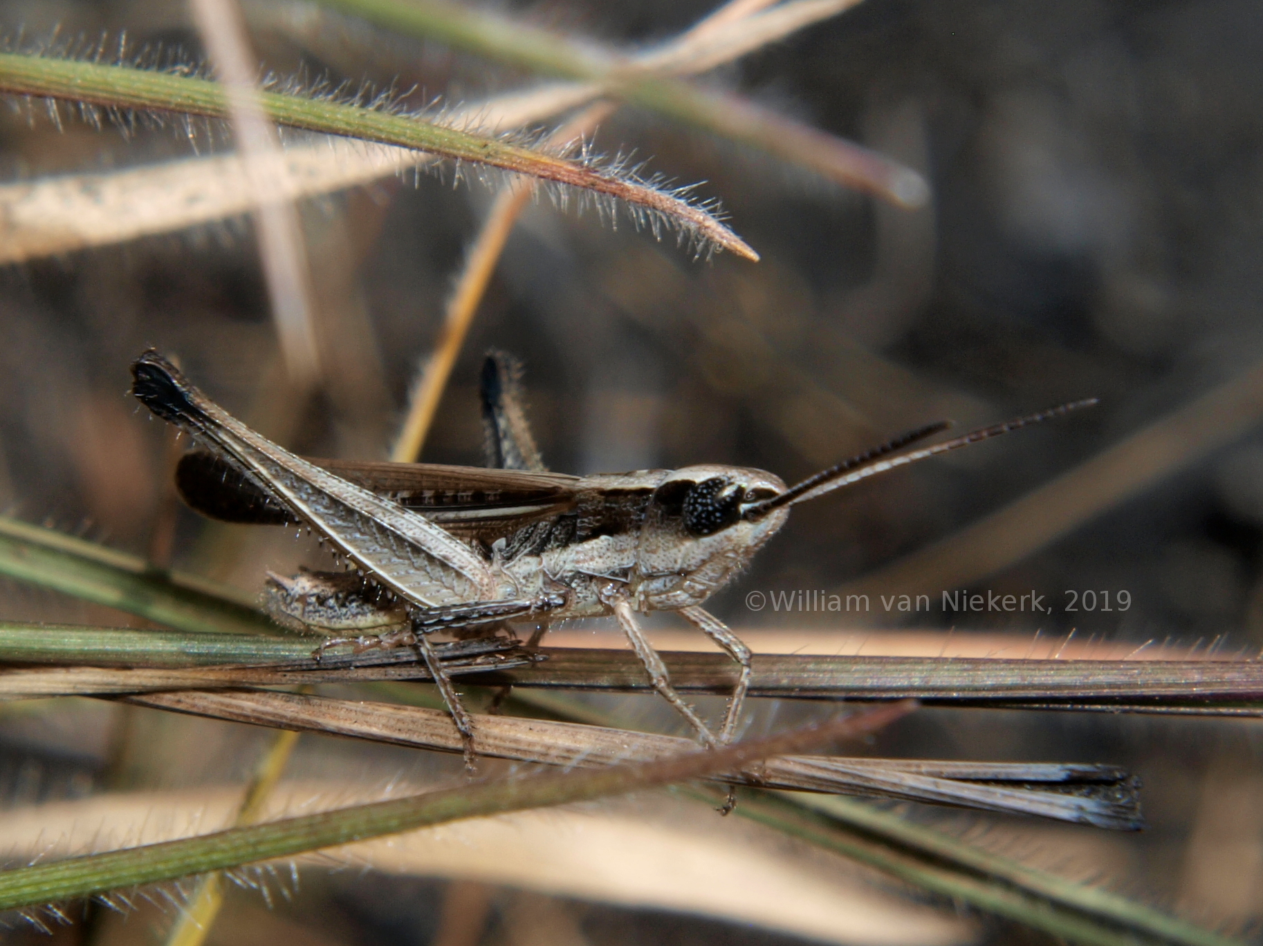 Gymnobothrus lineaalba