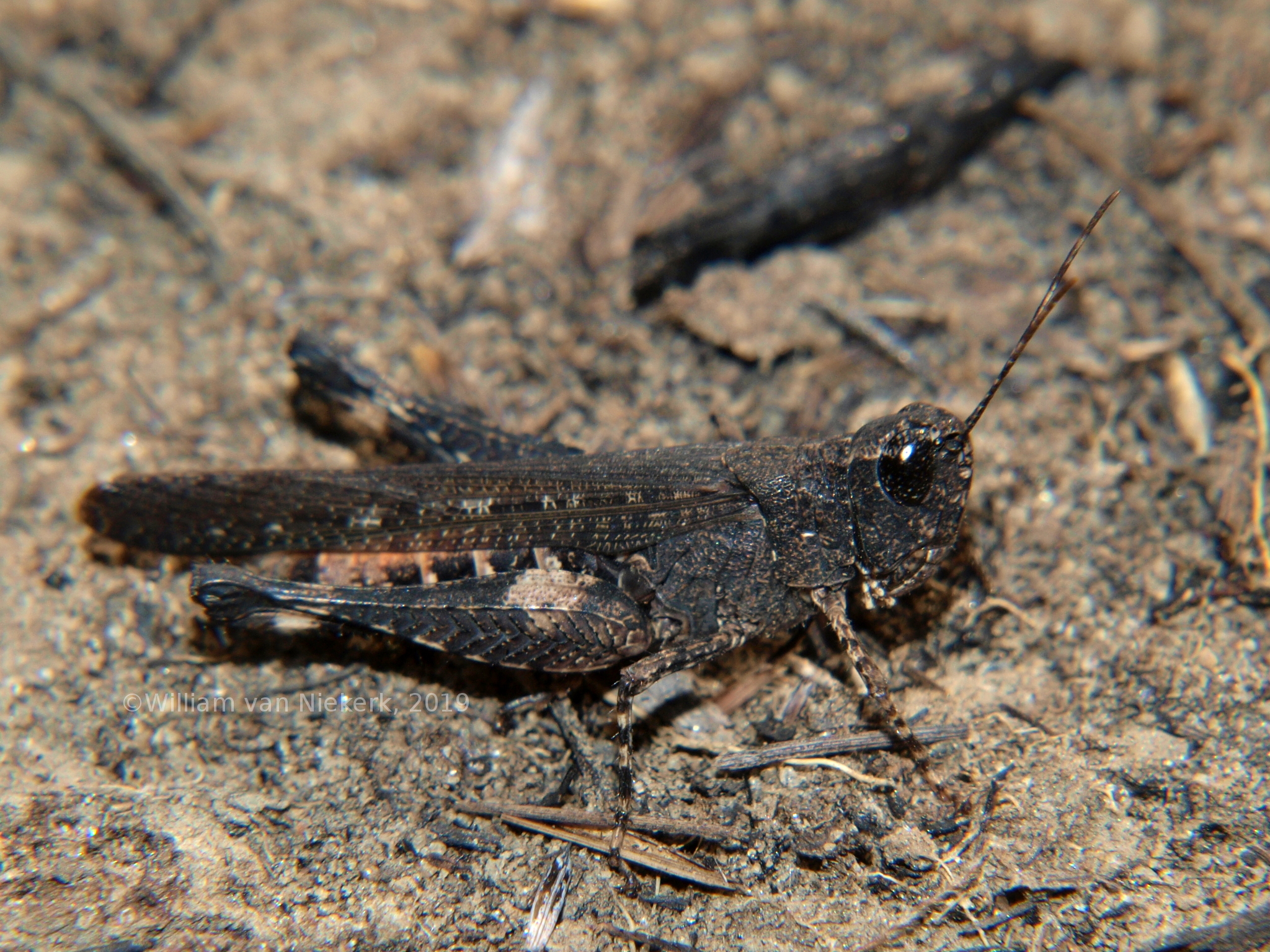 Gymnobothrus temporalis