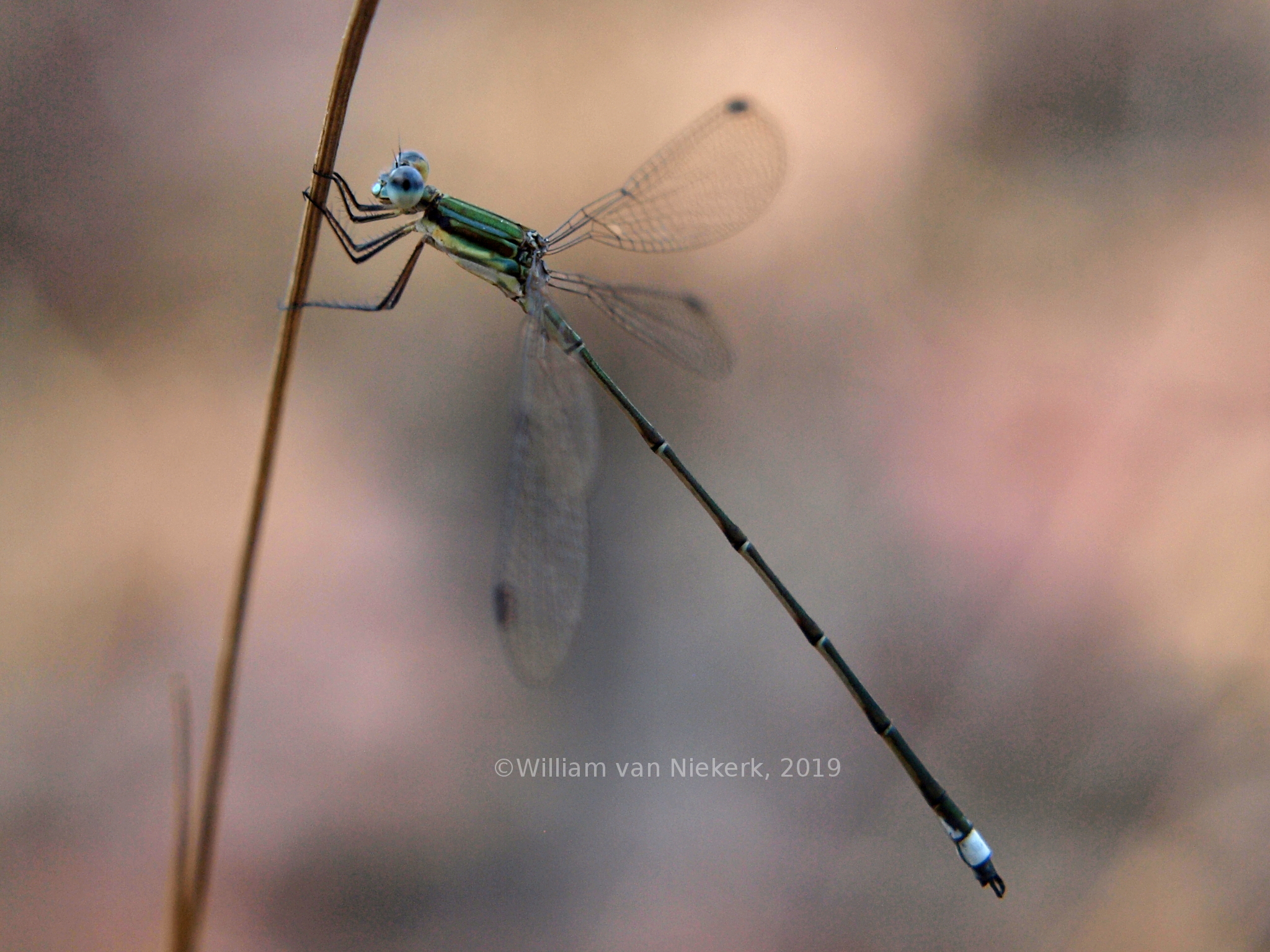 Lestes virgatus