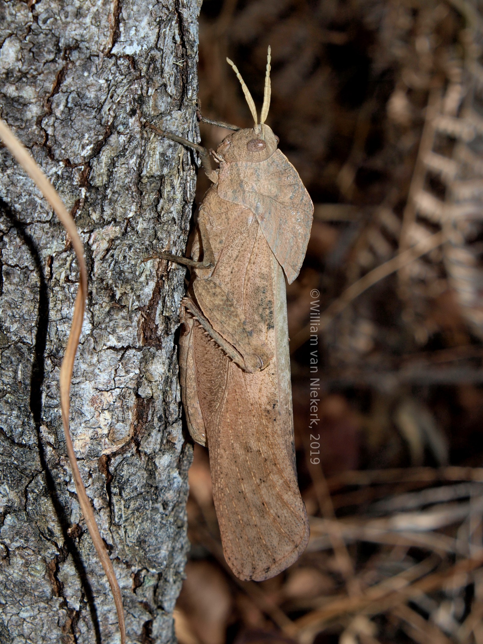 Lobosceliana loboscelis