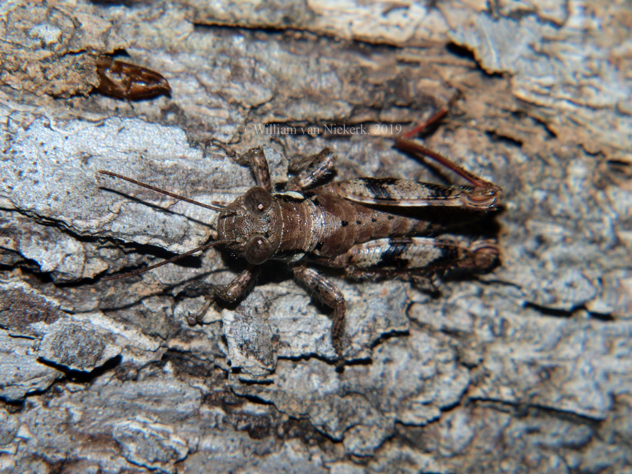 Mecostibus rubripes male