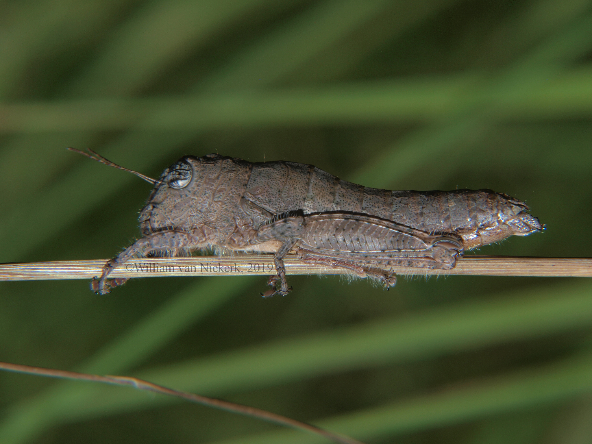 Mecostibus rubripes female