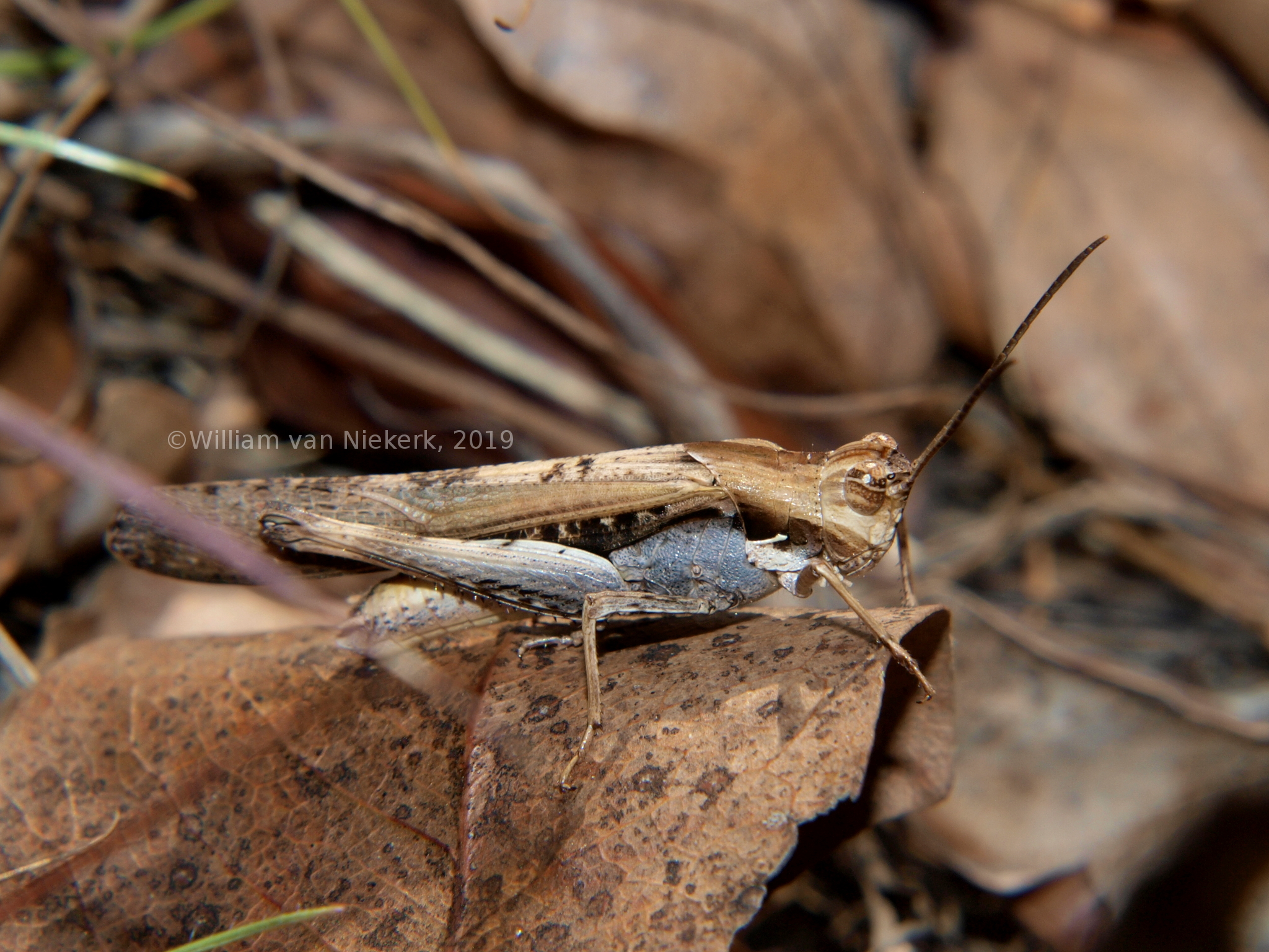 Morphacris fasciata