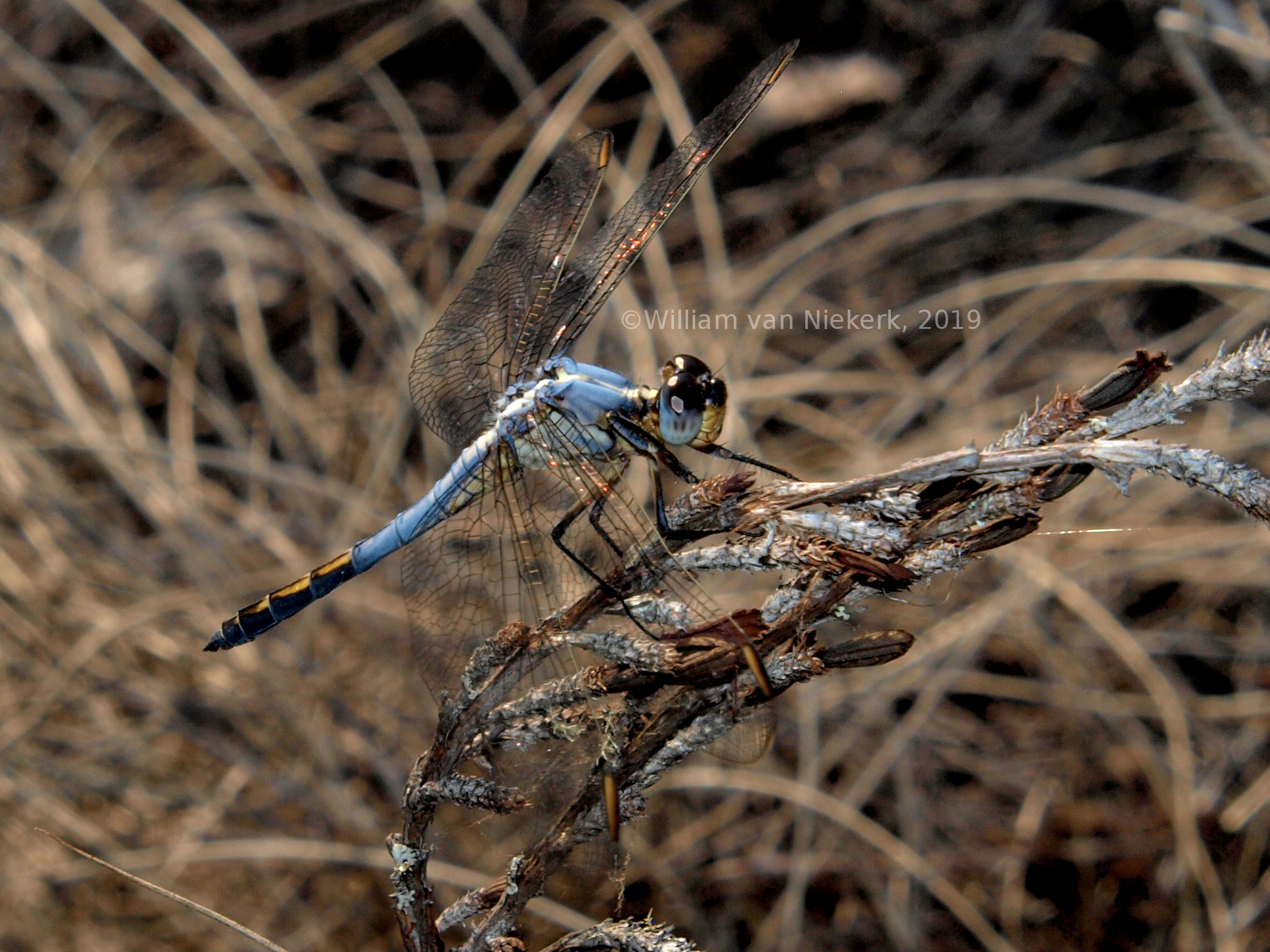 Nesciothemis farinosa