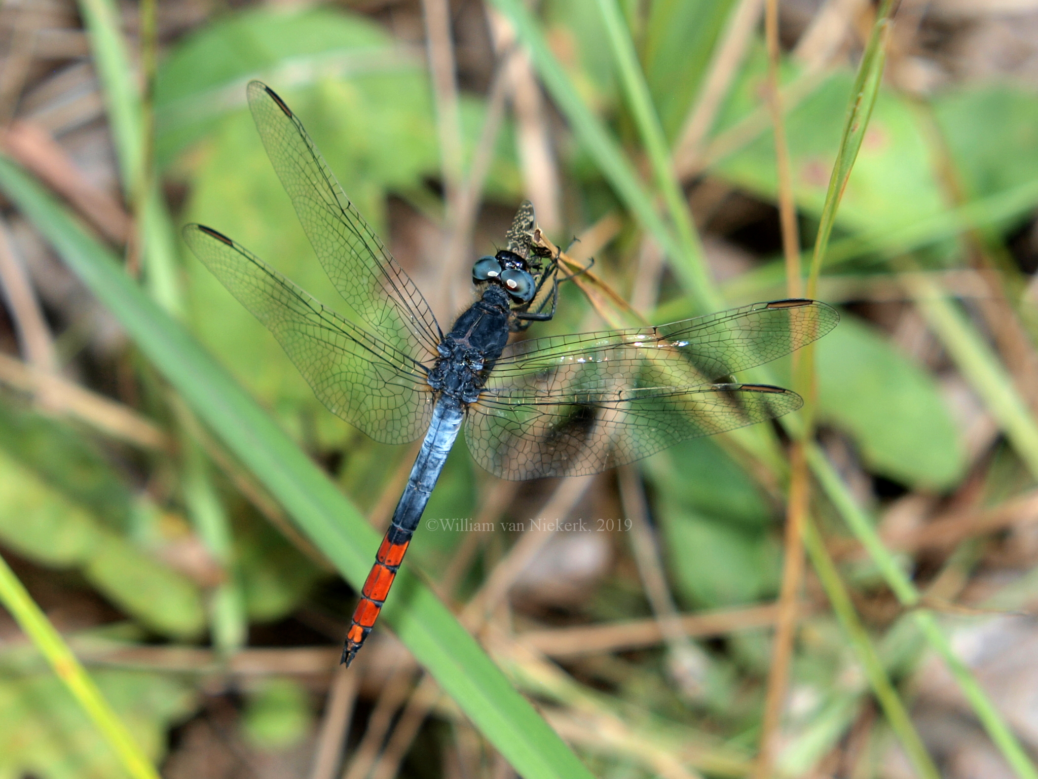 Nesciothemis farinosa