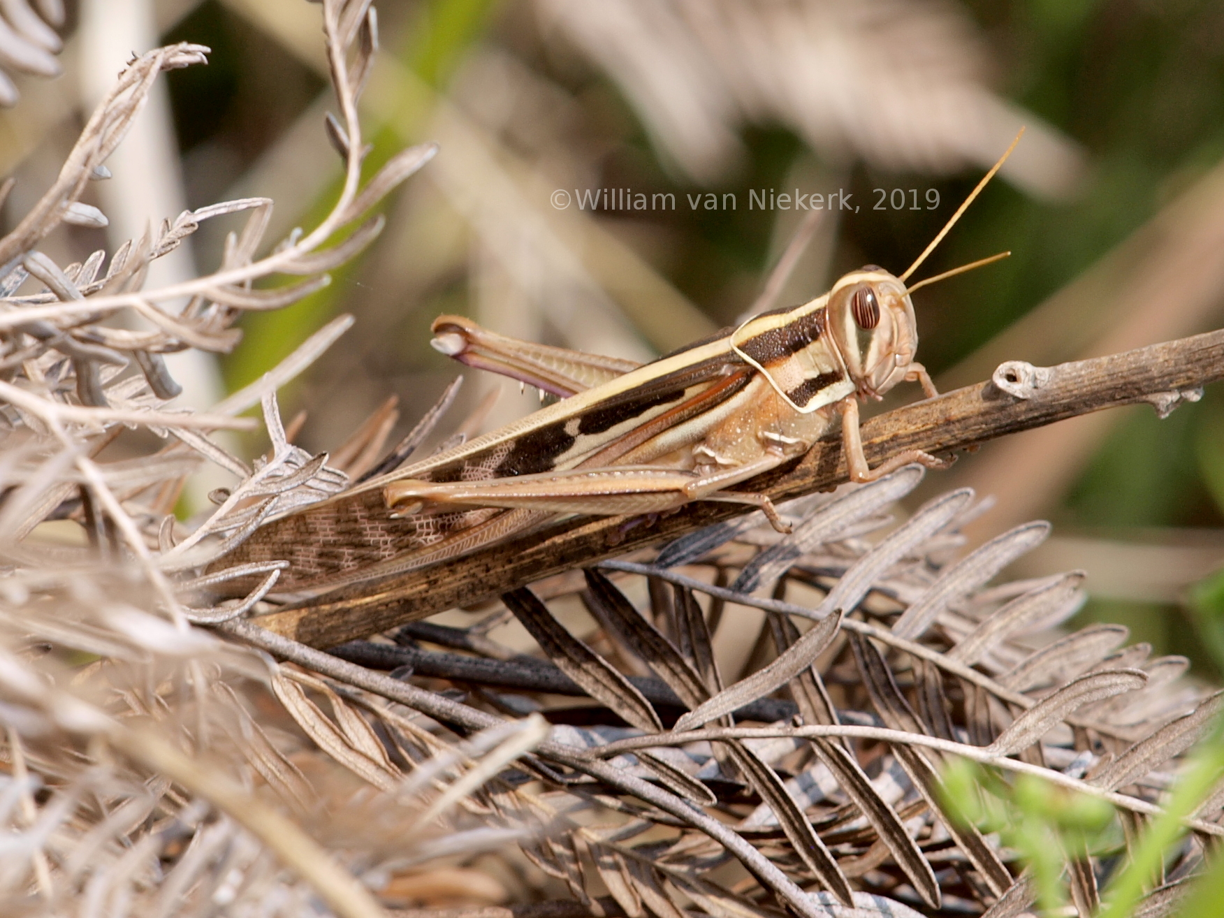 Nomadacris septemfasciata