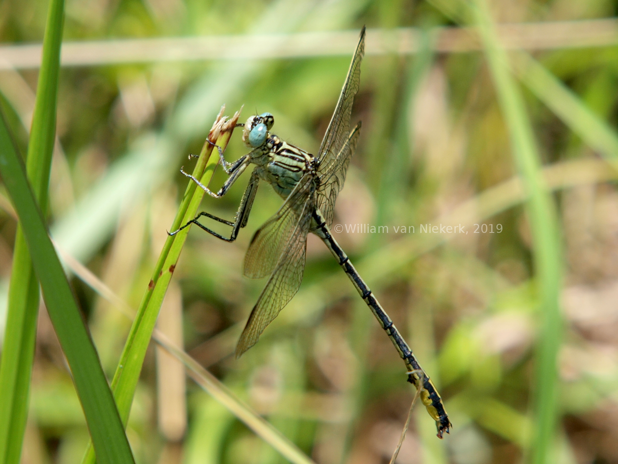 Notogomphys praetorius