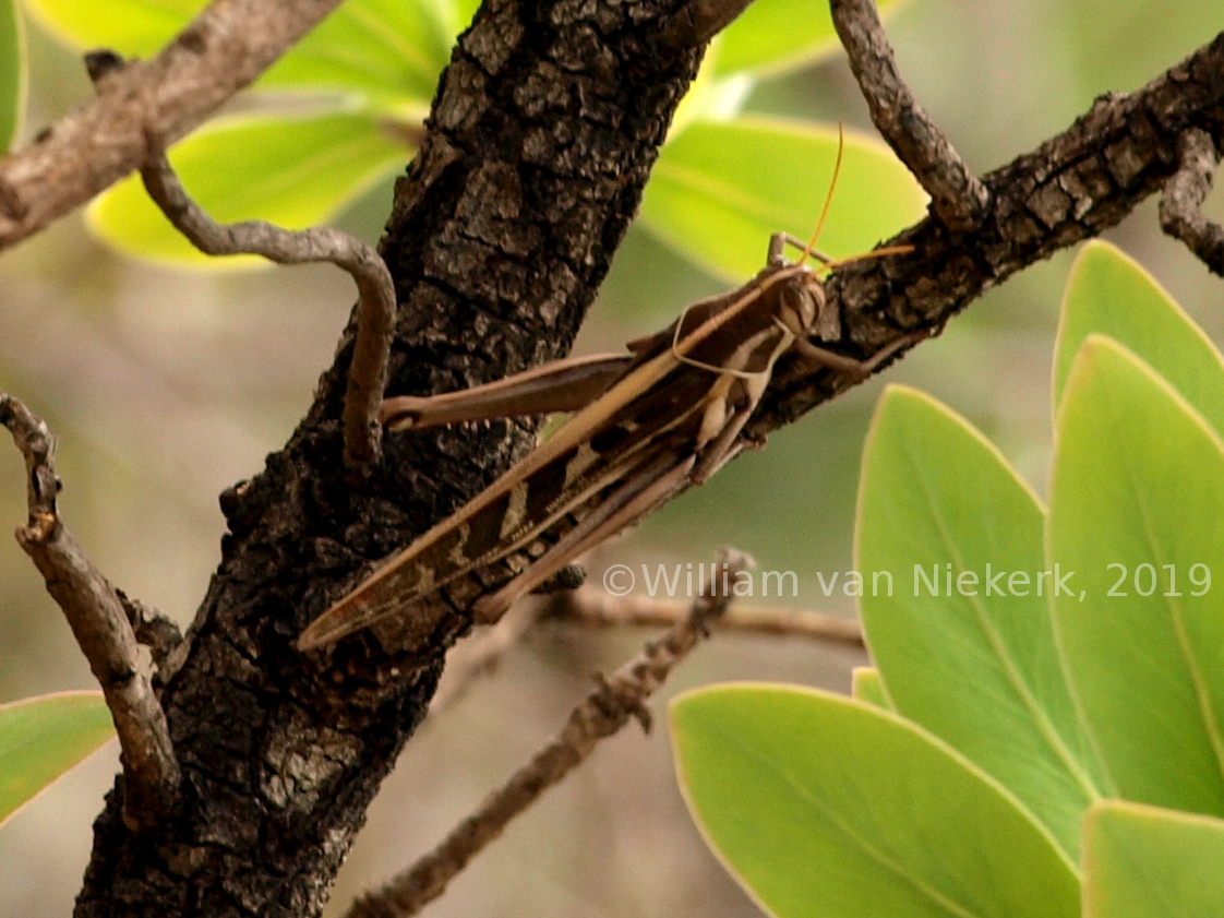 Ornithacris pictula