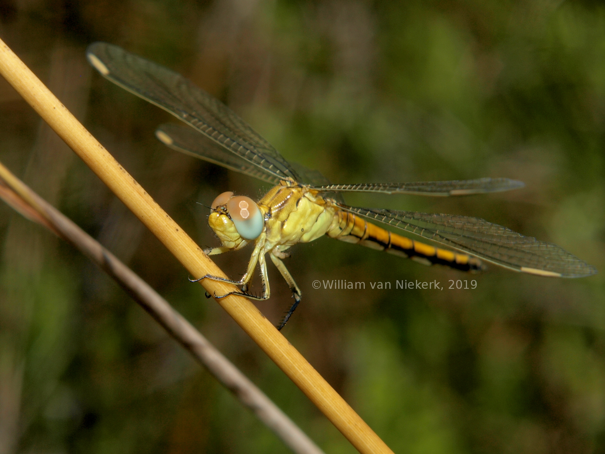 Orthetrum abbotti