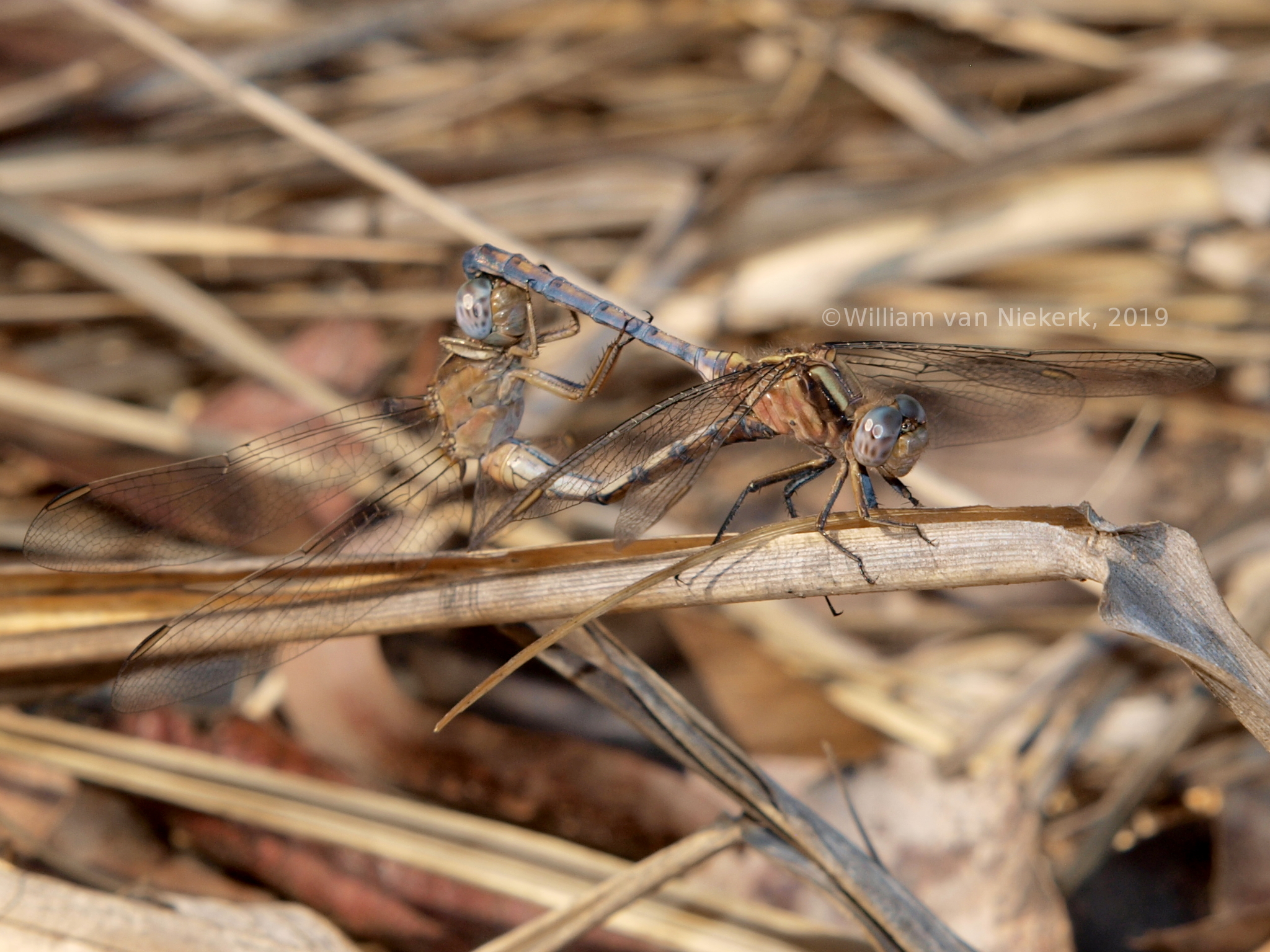 Orthetrum abbotti