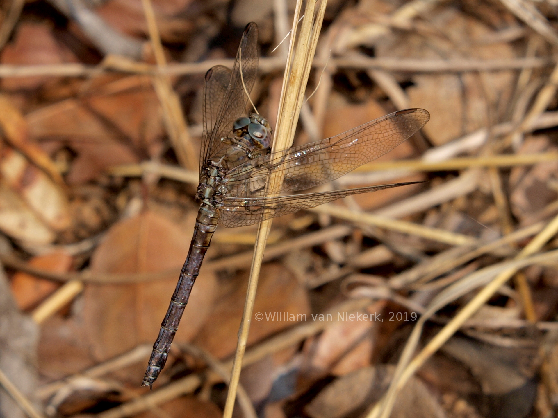 Orthetrum chrysostigma