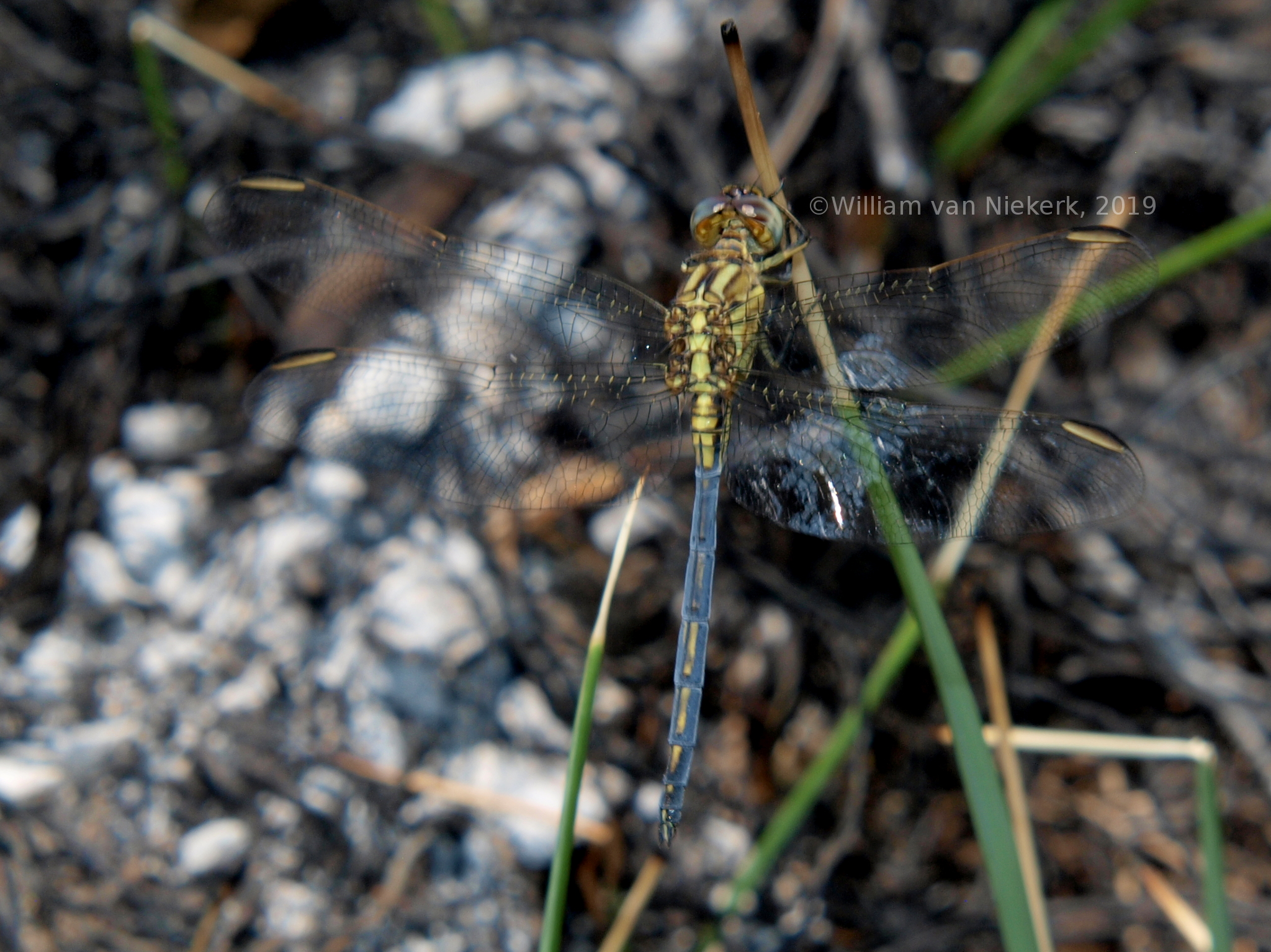 Orthetrum machadoi