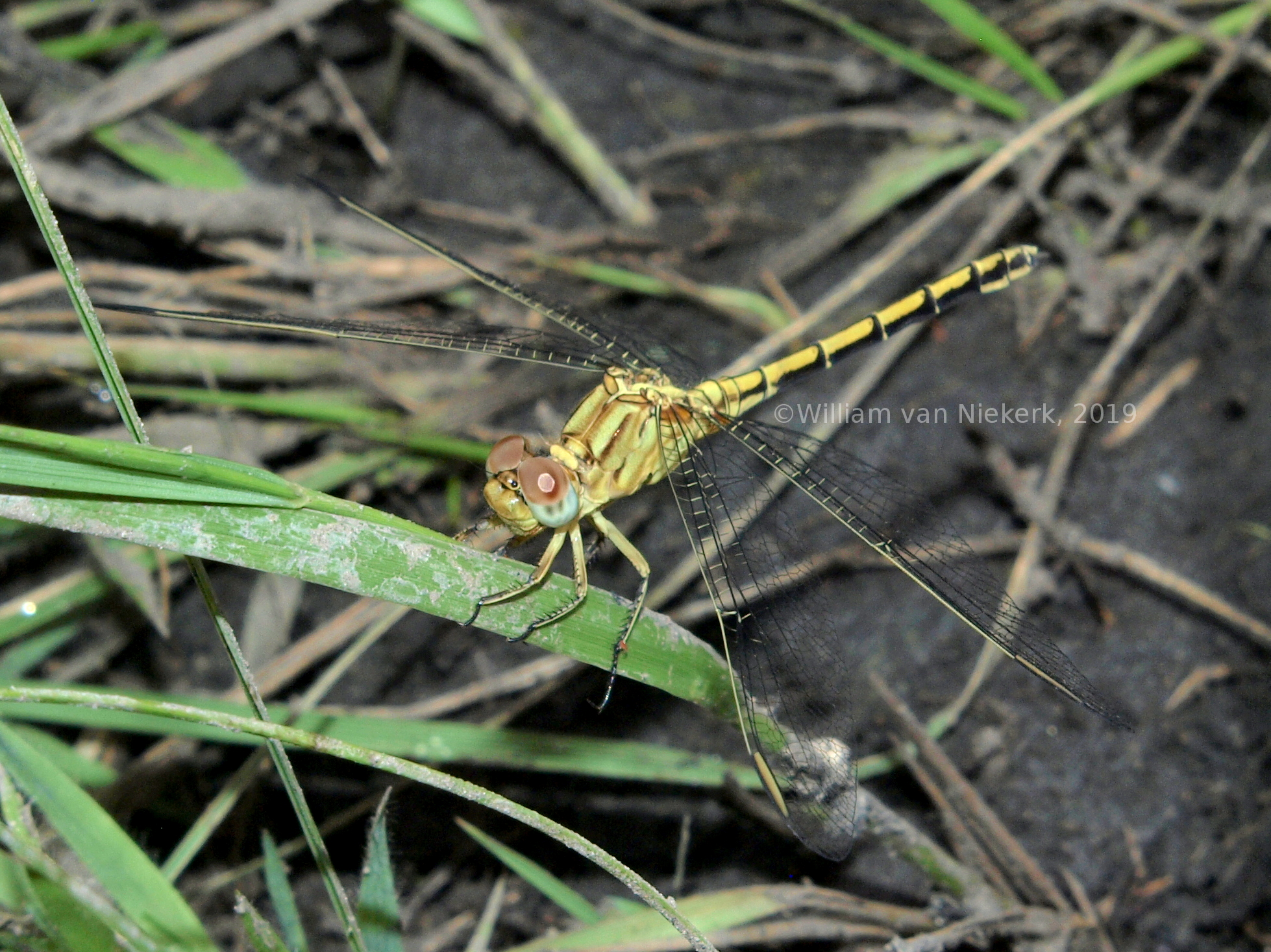 Orthetrum macrostigma