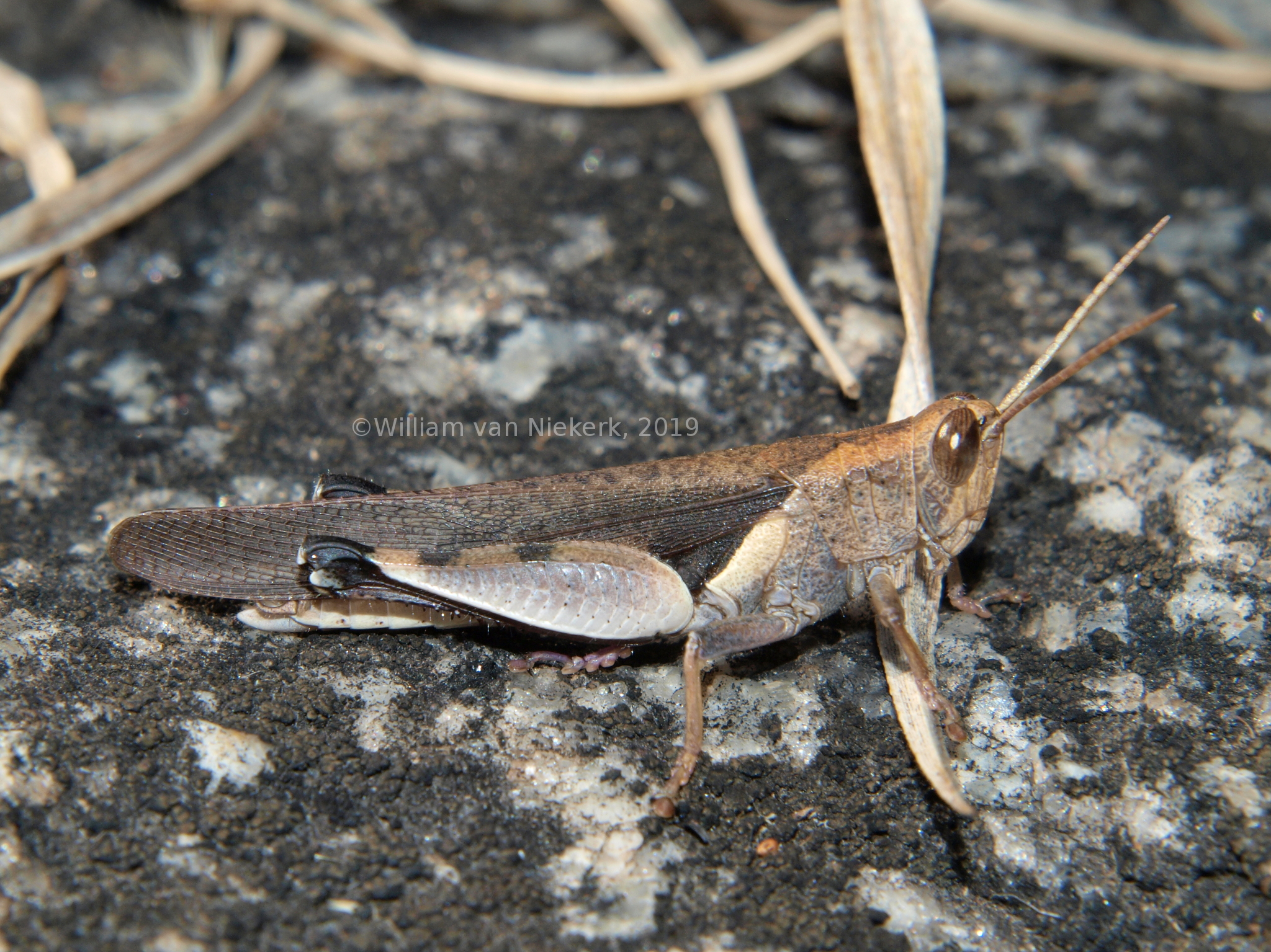 Oxycatantops adustus