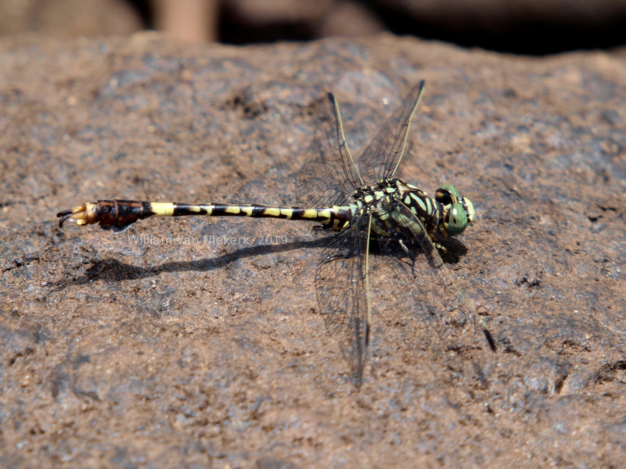 Paragomphus cognatus