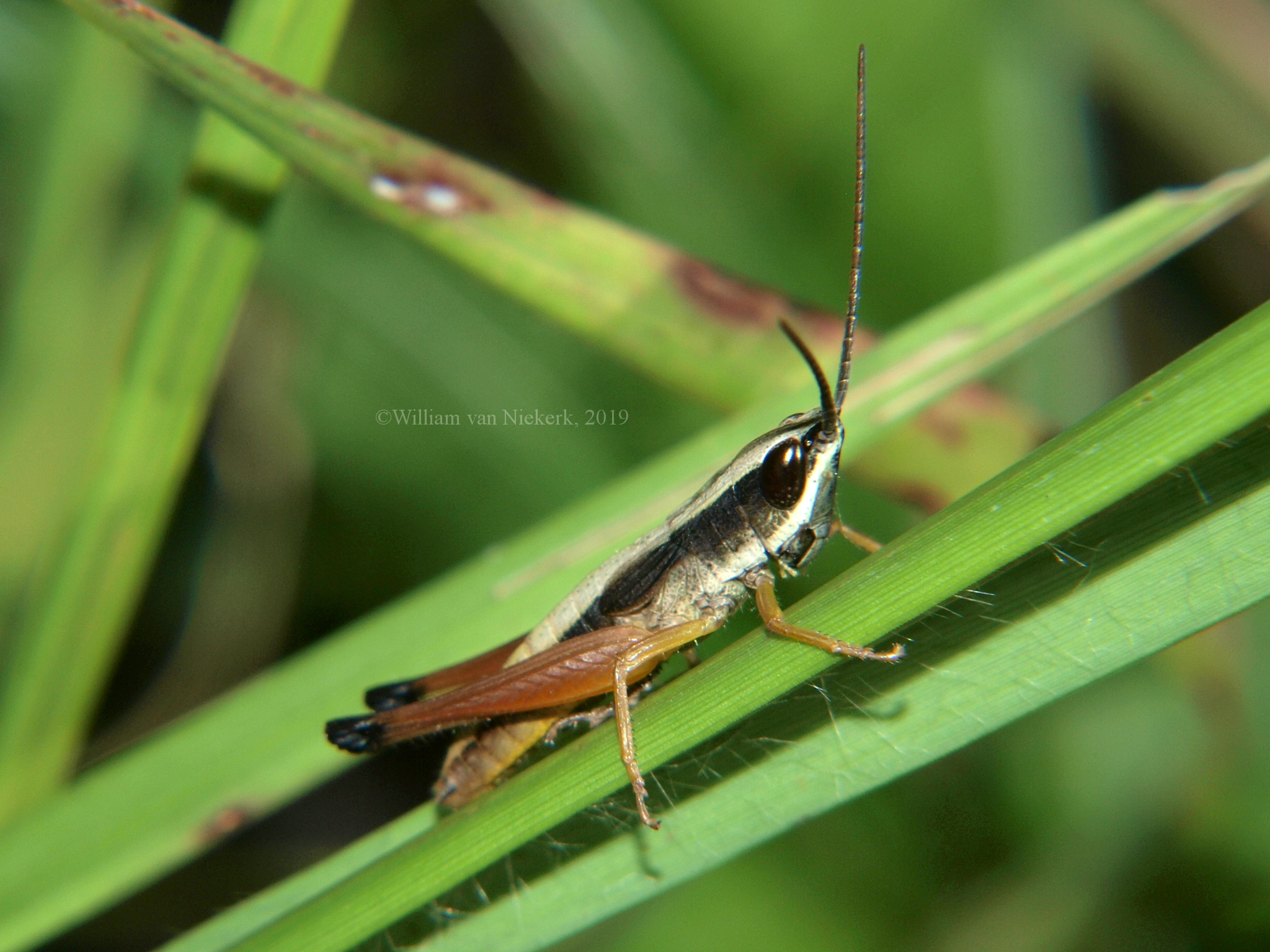 Parodontomelus brachypterus