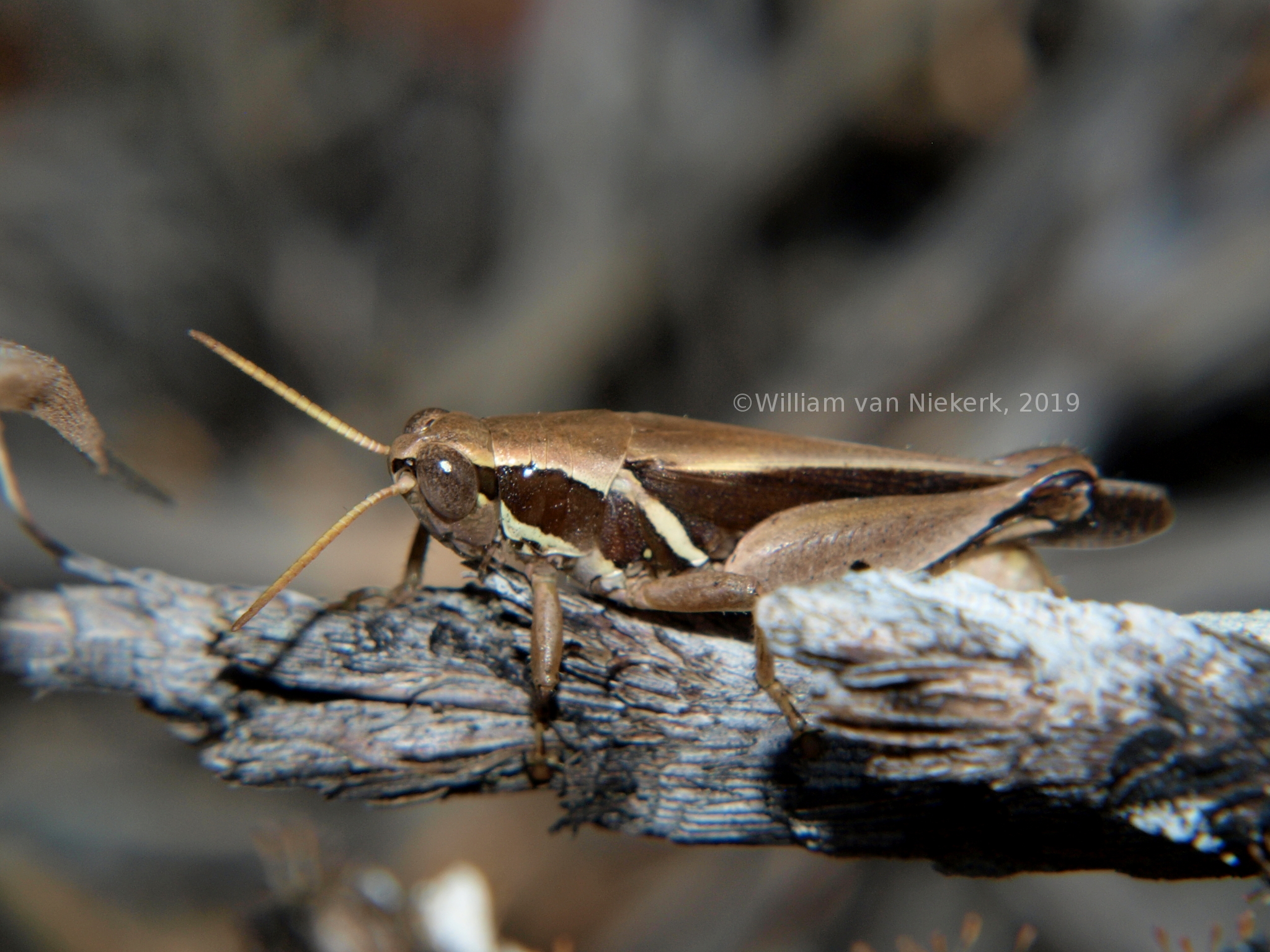 Phaeocatantops solitarius