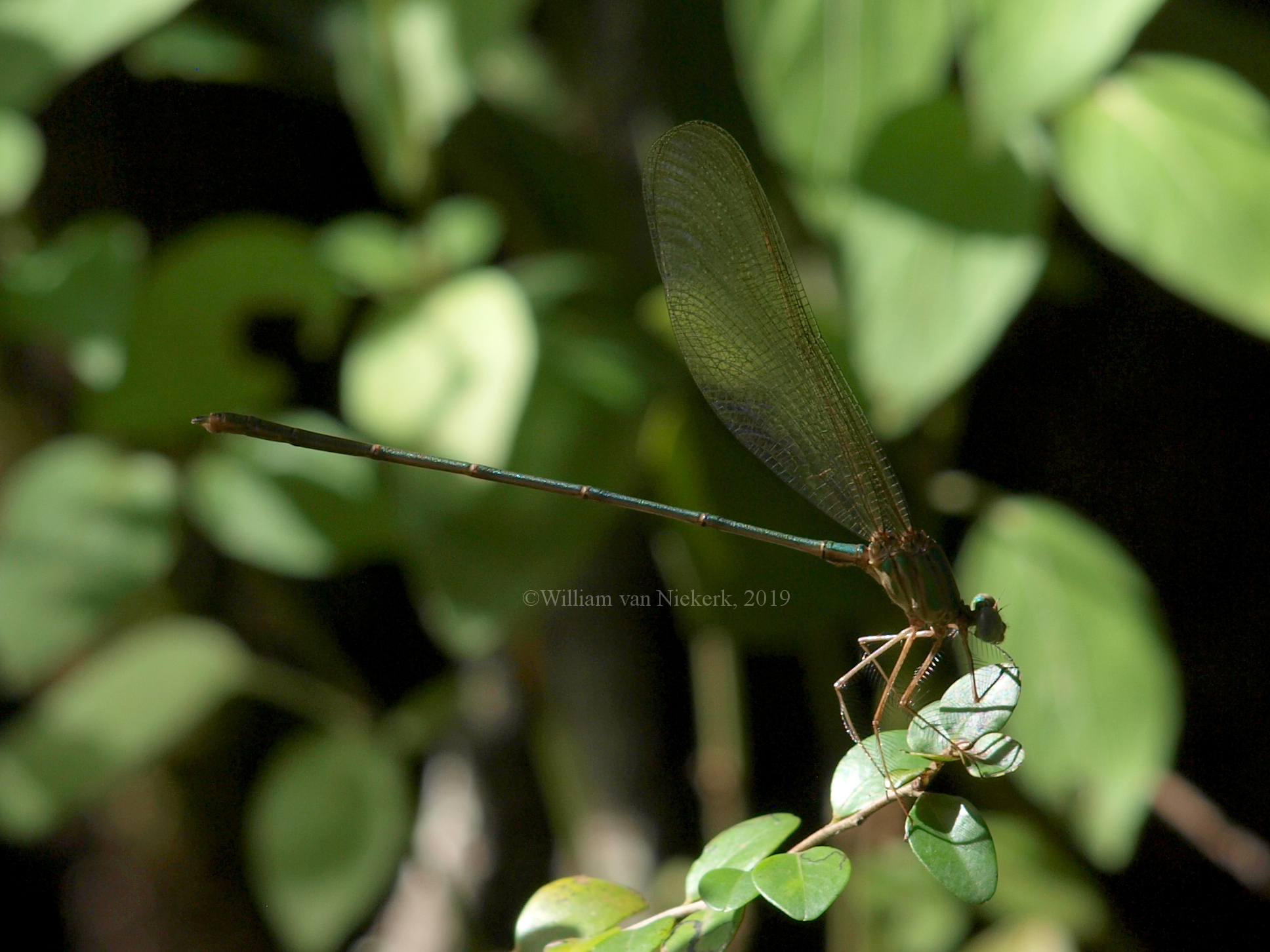 Phaon iridipennis