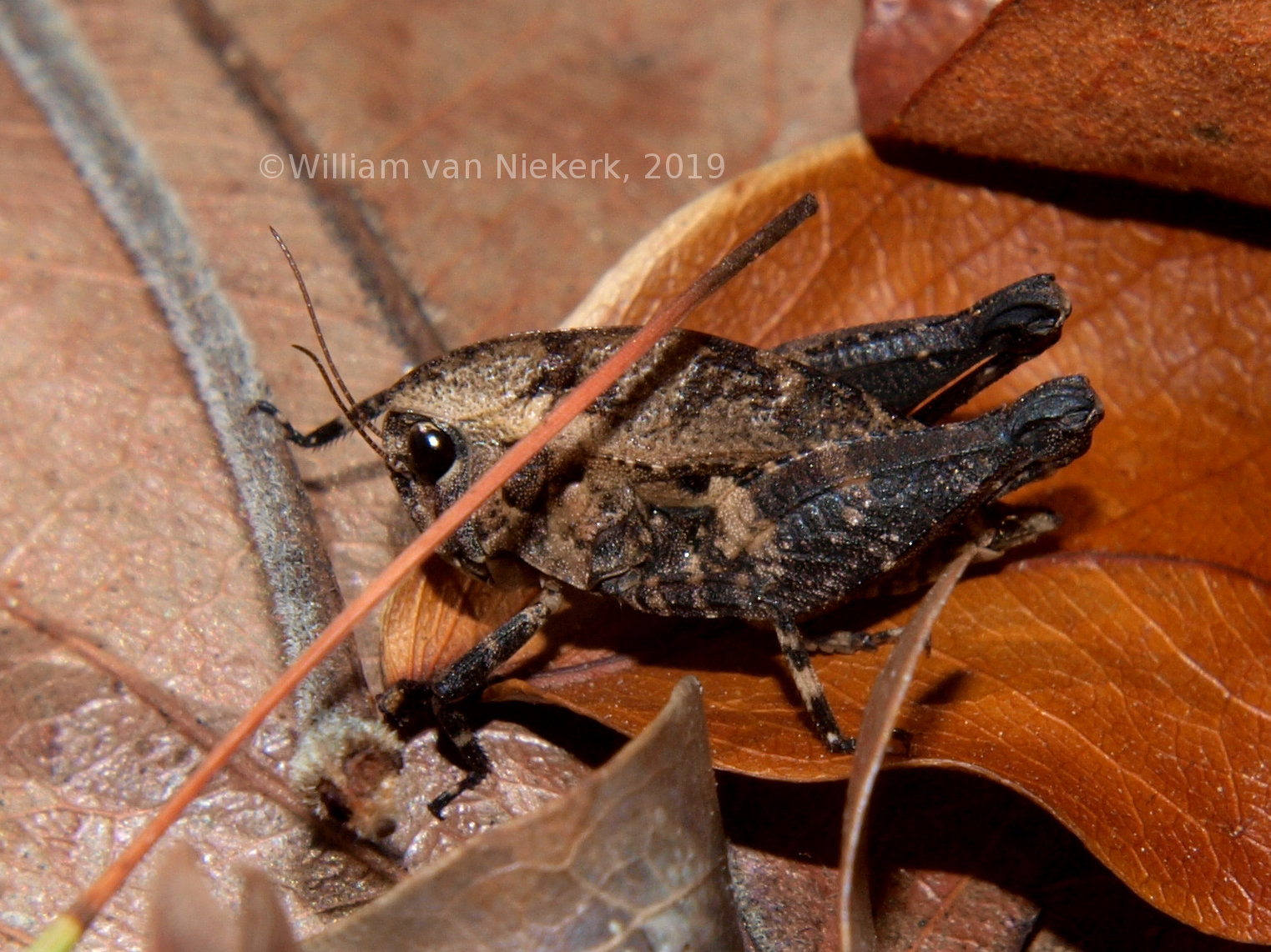 Phloeonotus humilis