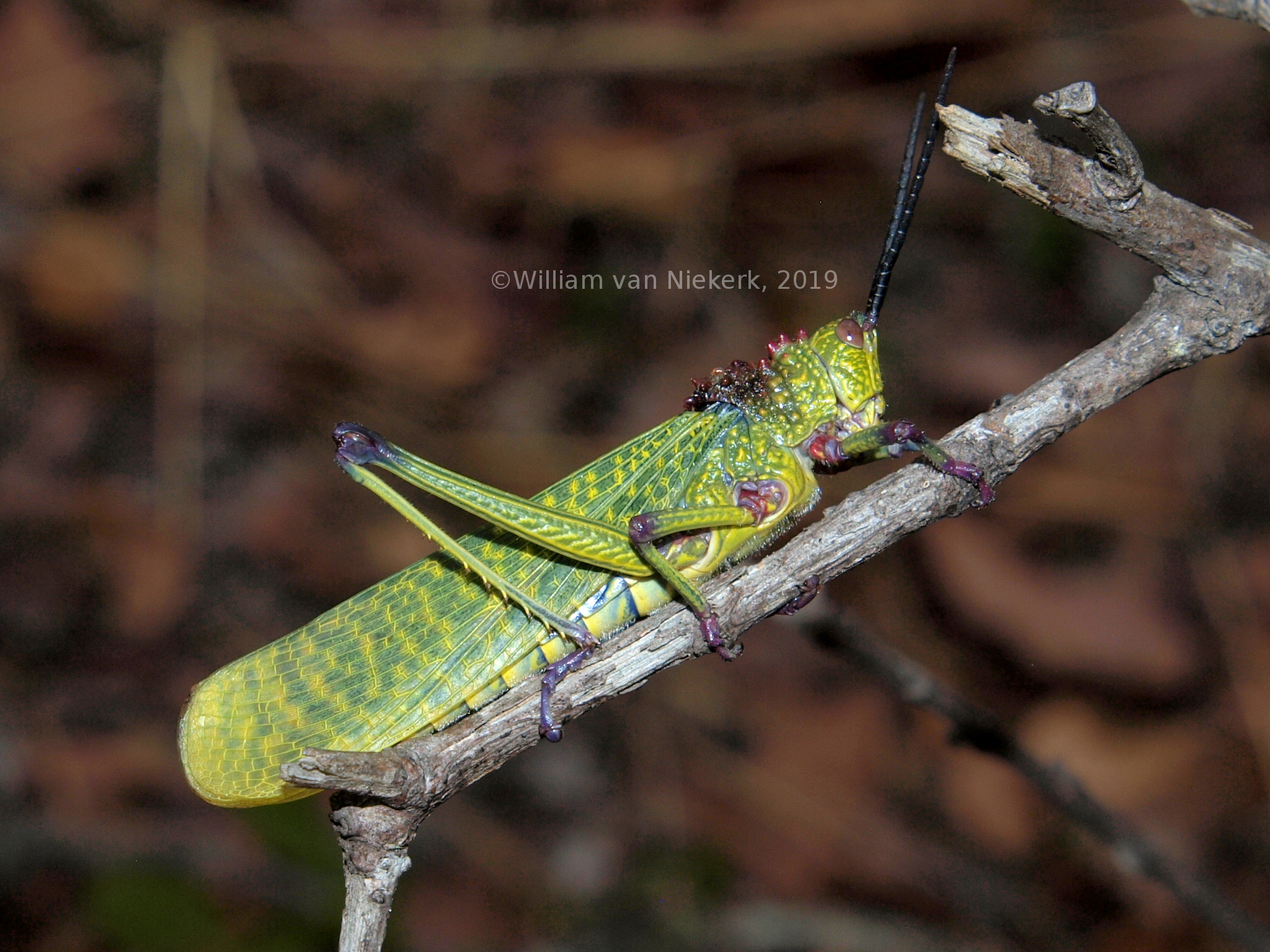 Phymateus viridipes