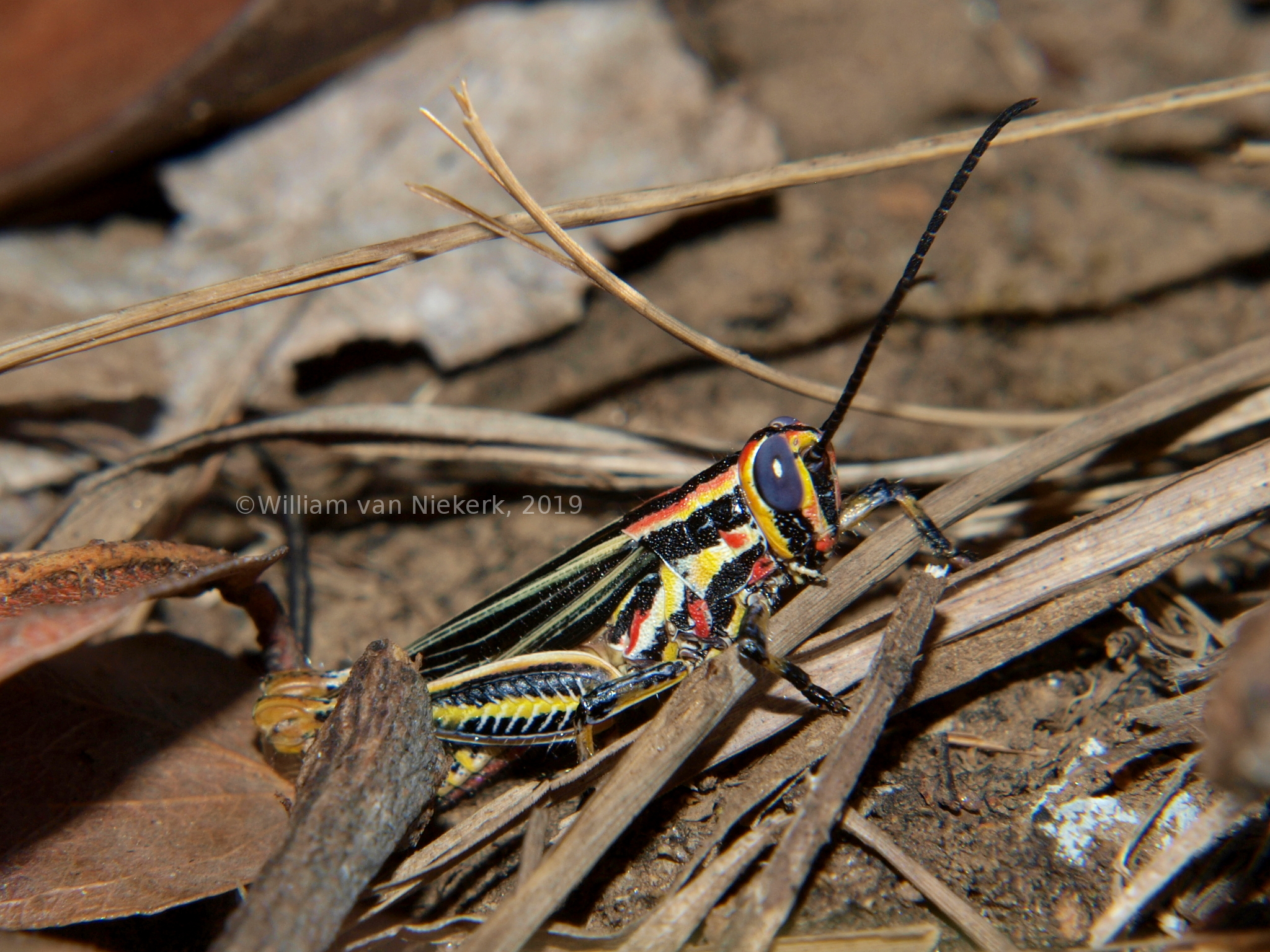 Poecilocerastis striata