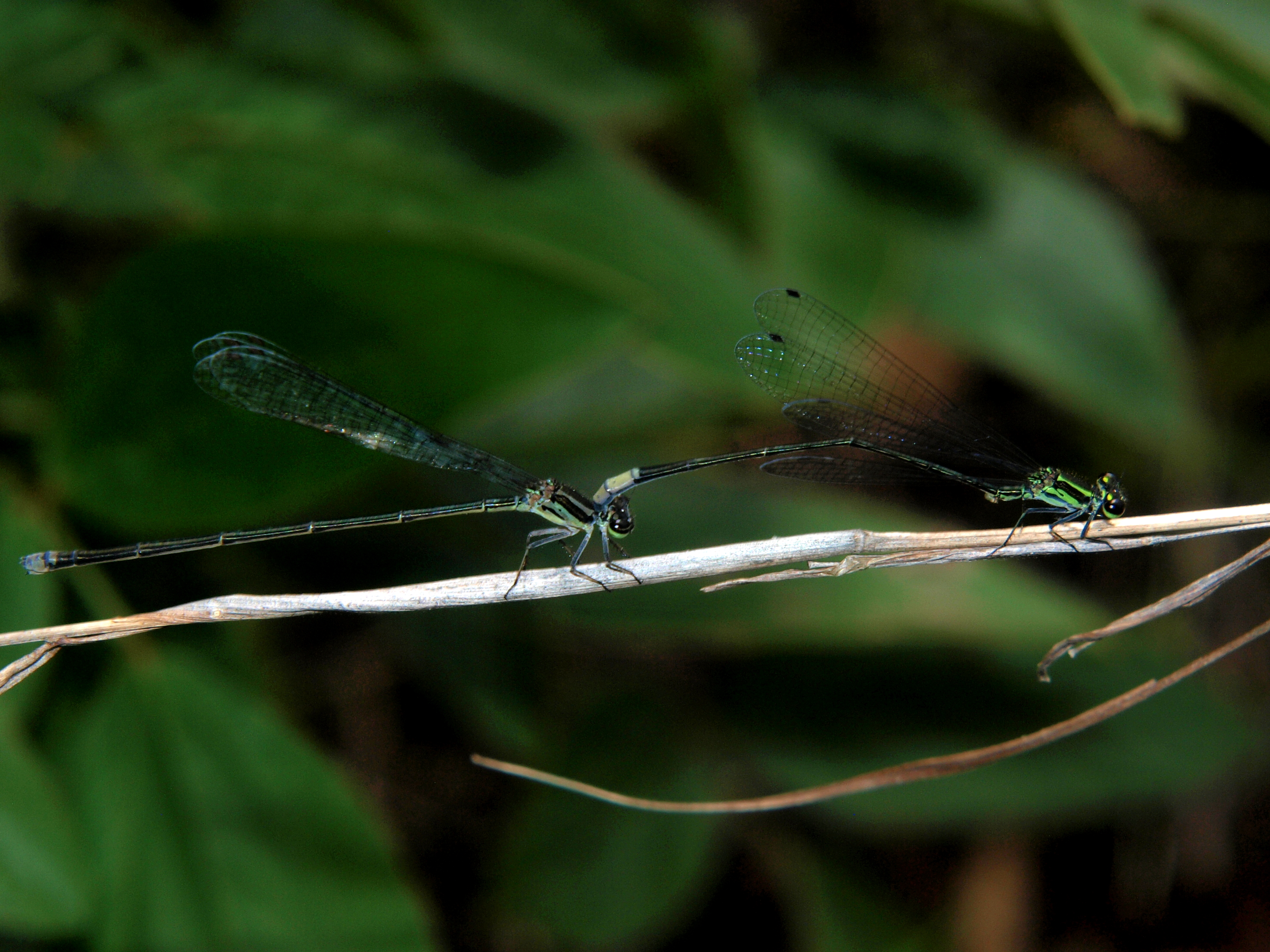 Pseudagrion melanicterum