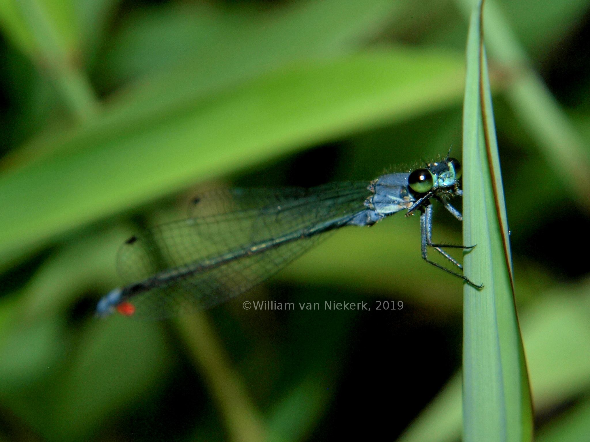 Pseudagrion salisburyense