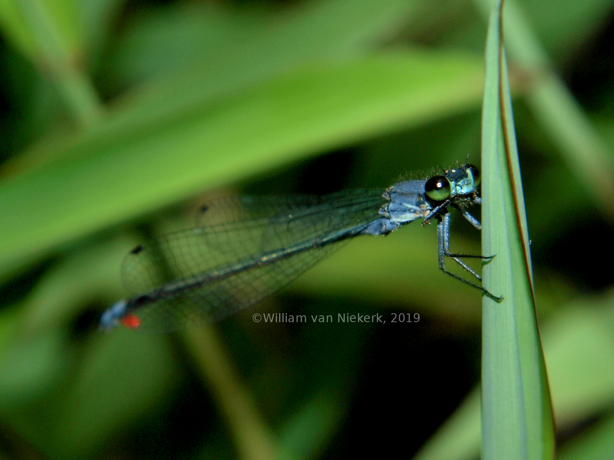 Pseudagrion salisburyense