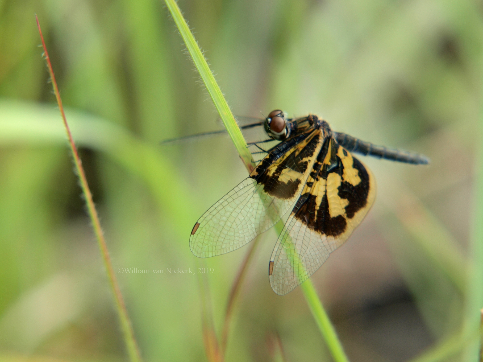 Rhyothemis mariposa