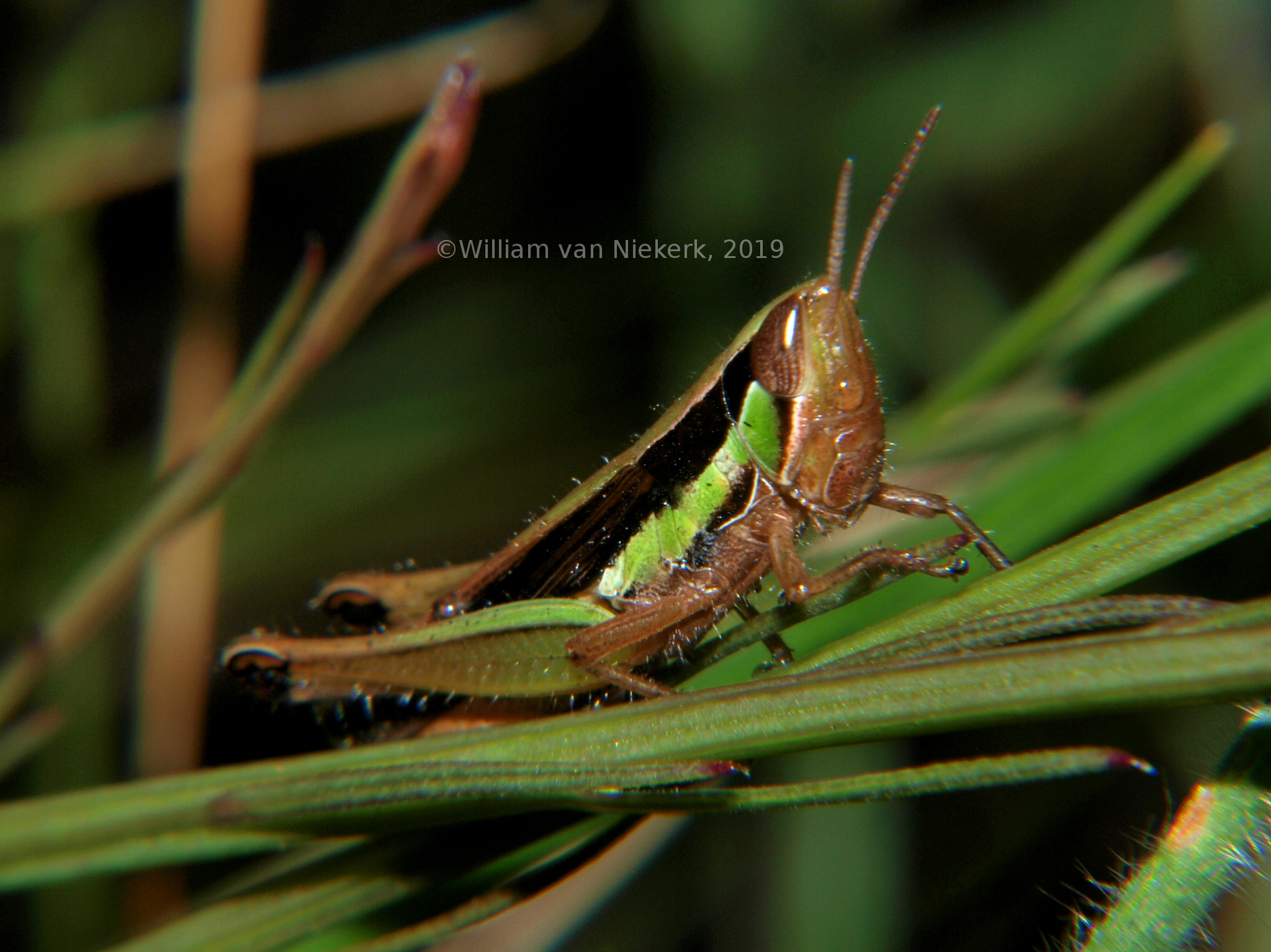 Spathosternum nigrotaeniatum