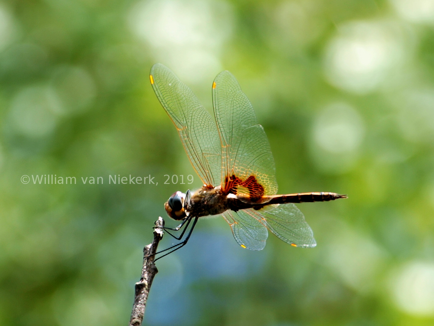 Tramea basilaris