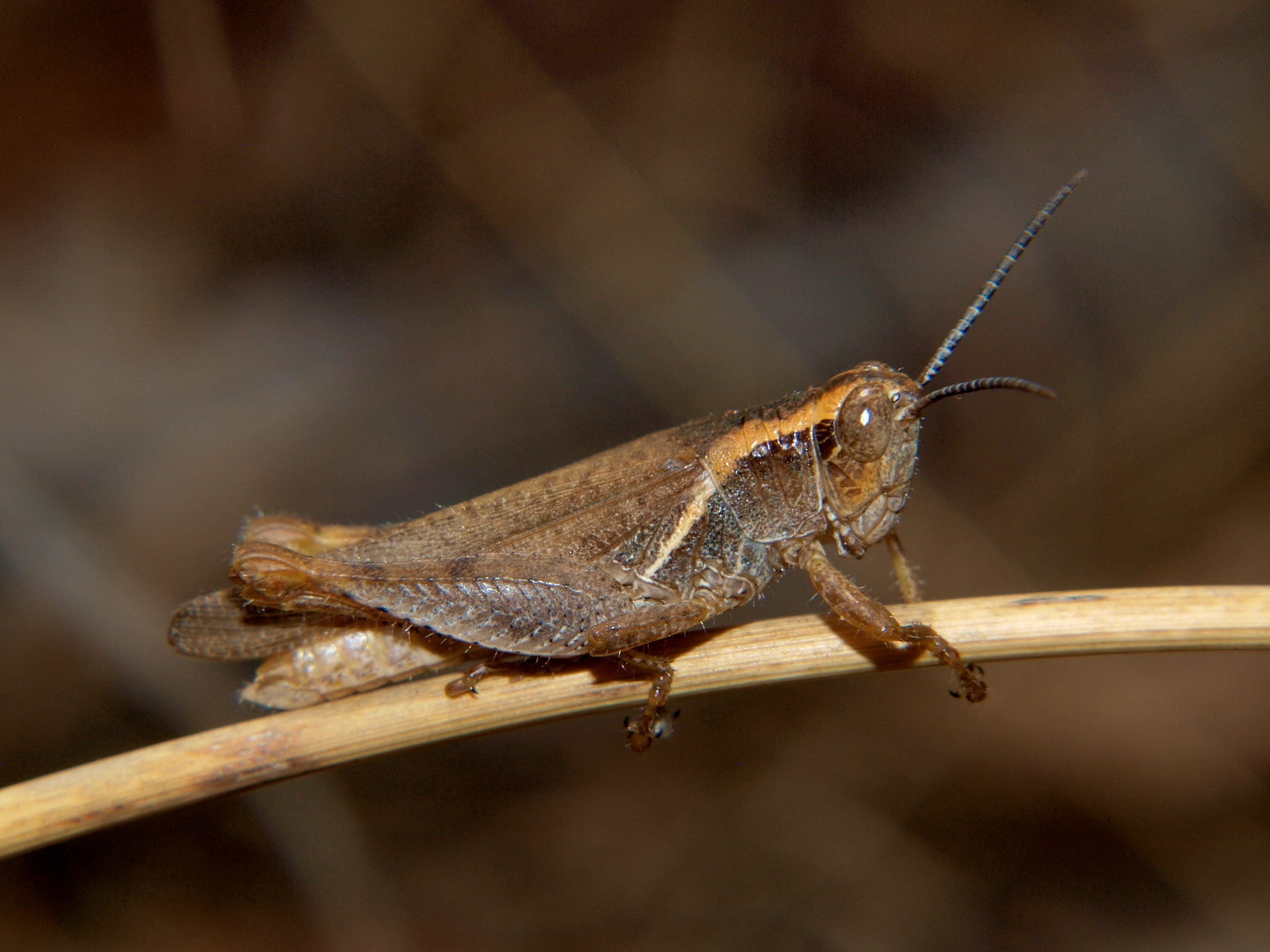 Trichocatantops villosus