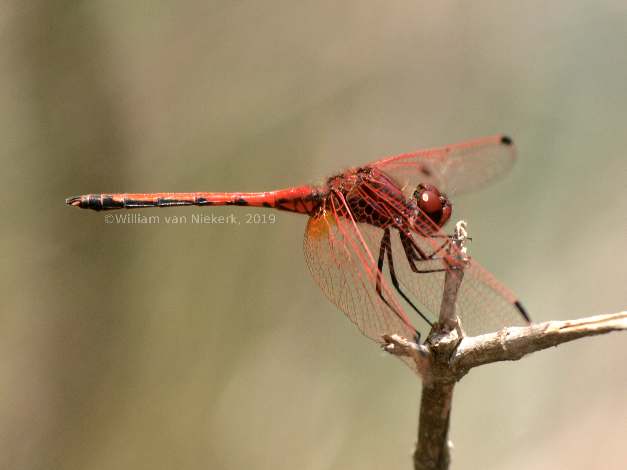 Trithemis arteriosa