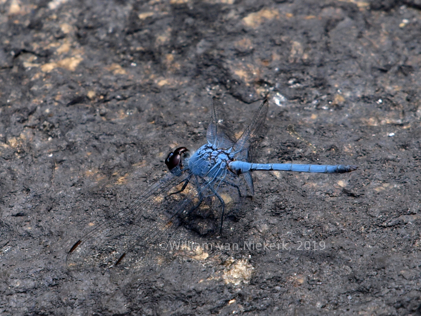 Trithemis furva