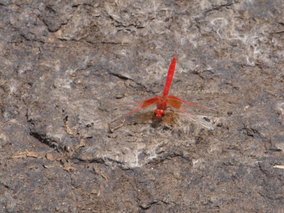 Trithemis kirbyi