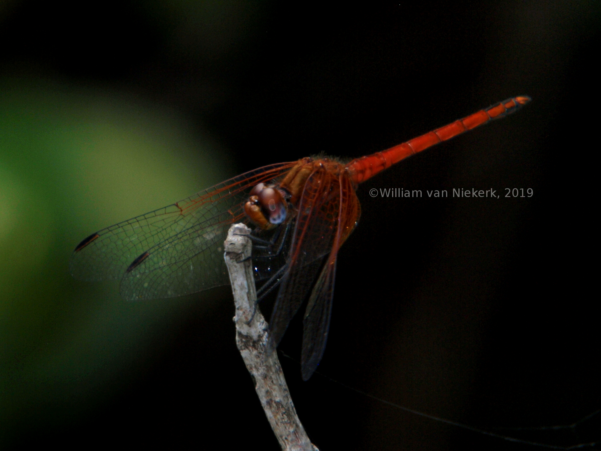 Trithemis pluvialis