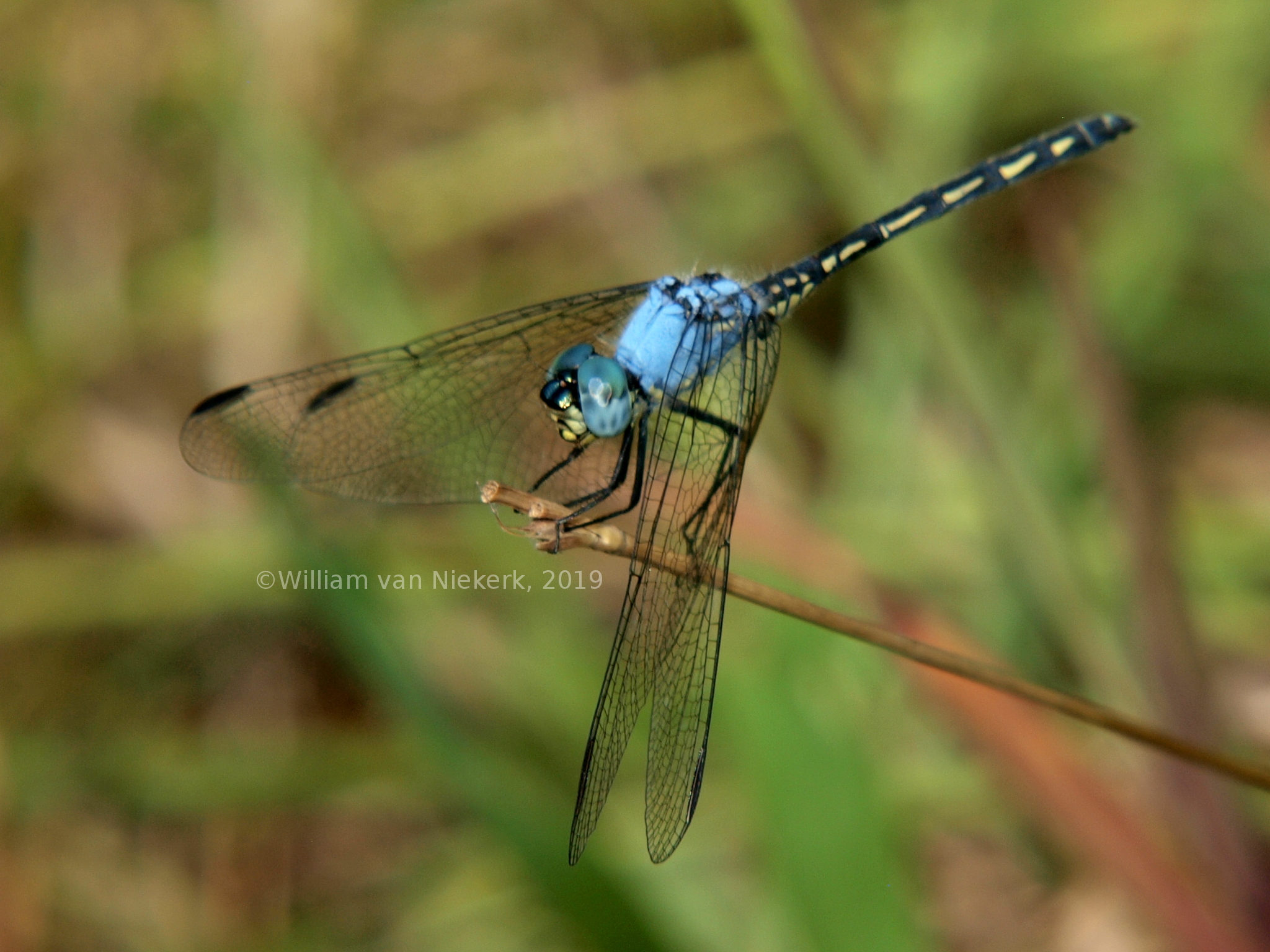 Trithemis stictica