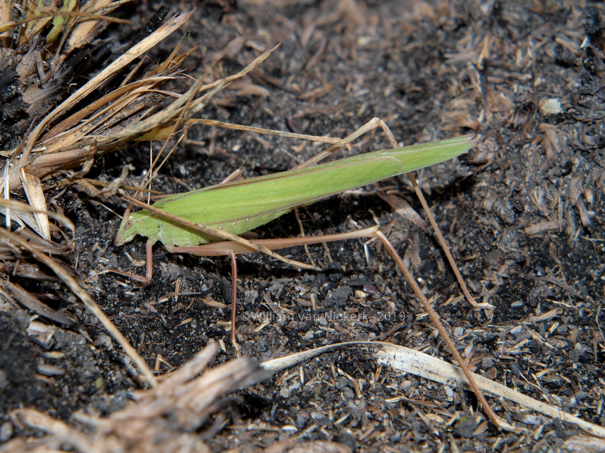 Tylopsis cf continua