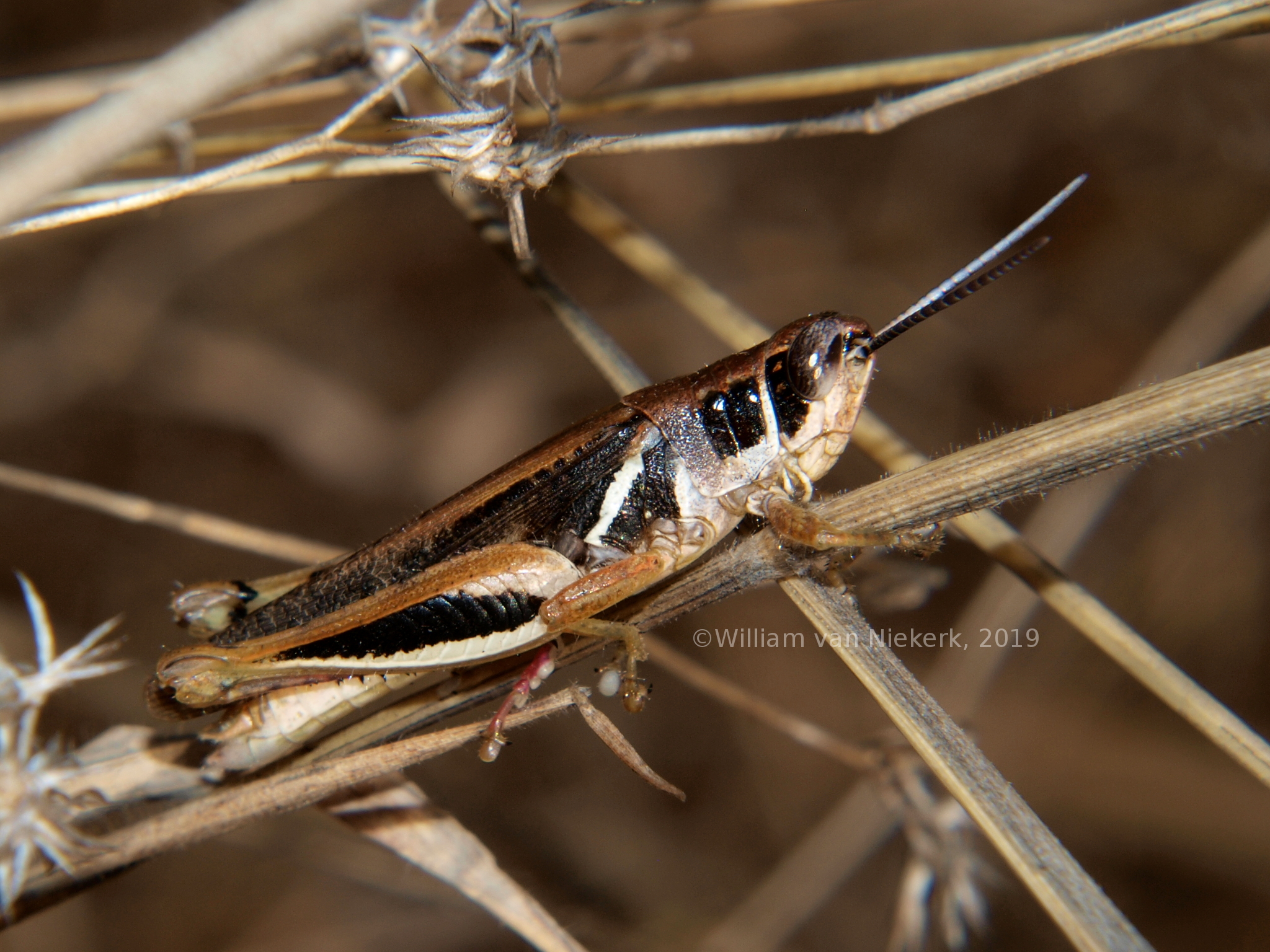 Vitticatantops fasciatus