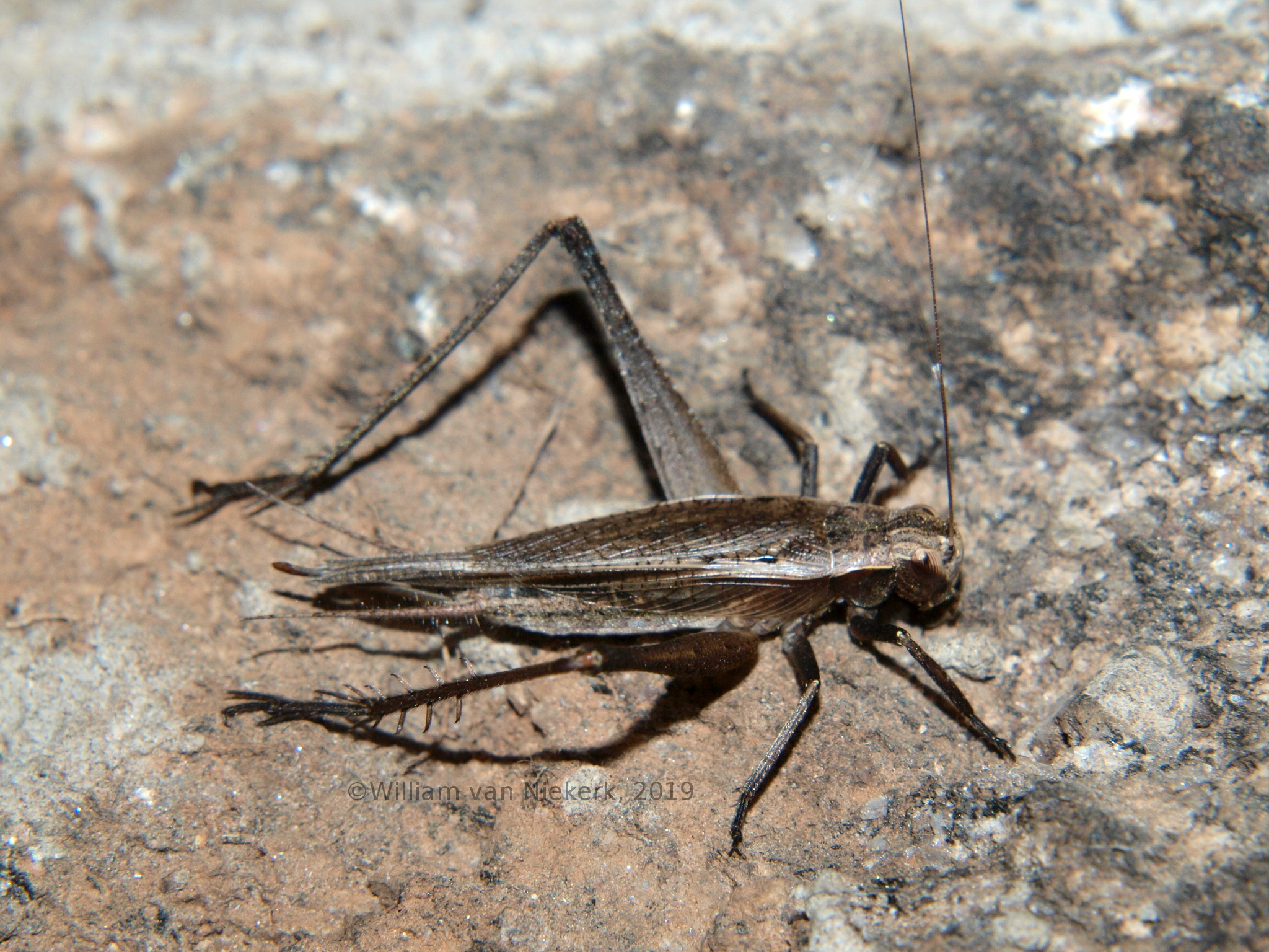 Xenogryllus eneopteroides