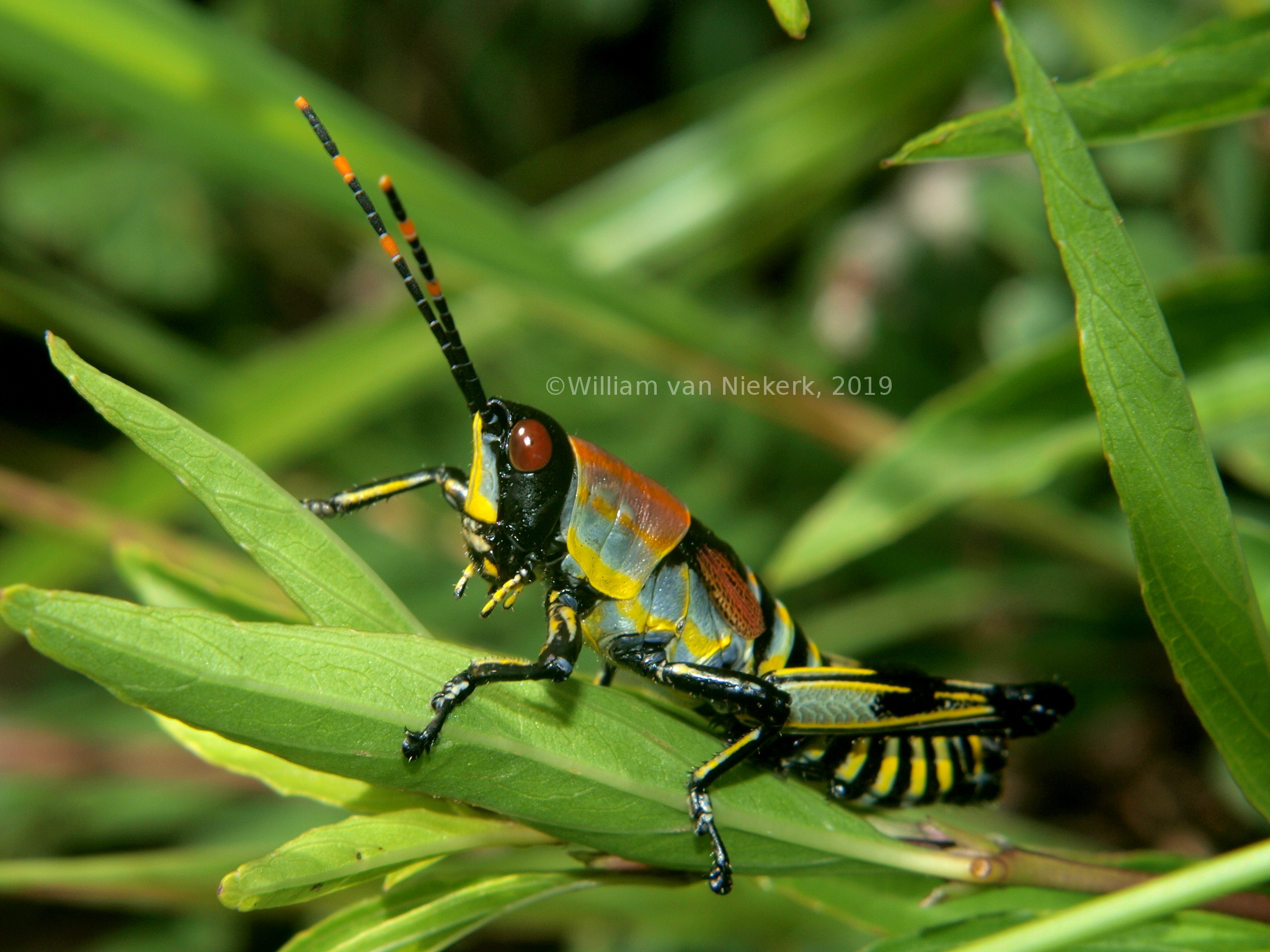 Zonocerus elegans